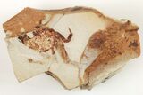 Partial, Miocene Pea Crab (Pinnixa) Fossil - California #205068-1